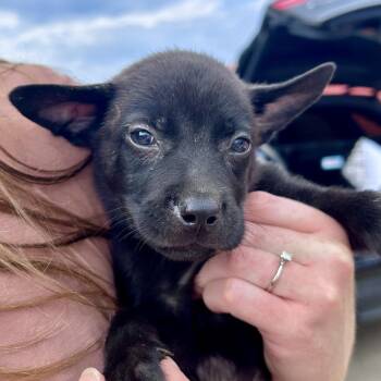 Wilbur -  Australian Cattle Dog Blue Heeler and Mixed Breed Dog for Adoption in Peculiar, Missouri - Wilbur | PetCurious