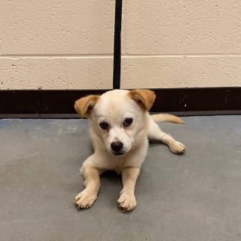 Christy -  Mixed Breed Dog for Adoption in Memphis, Tennessee - Christy | PetCurious