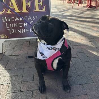 American Bulldog and Mixed Breed Dogs Available for Adoption - Prada | PetCurious