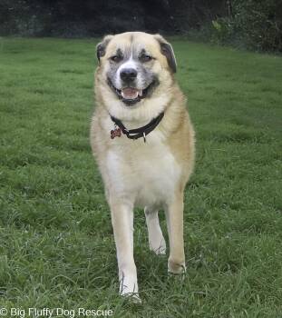 Rescue Anatolian Shepherd Dogs for Adoption in Nashville, Tennessee - Banjo | PetCurious