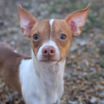 Trey -  Chihuahua and Mixed Breed Dog for Adoption in Brownsboro, Alabama - Trey | PetCurious