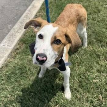 Mixed Breed Dogs Available for Adoption in Converse, Texas - Jelly Bean | PetCurious