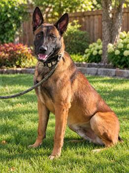 Gator -  Belgian Shepherd Malinois Dog for Adoption in Kuna, Idaho - Gator | PetCurious
