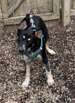 Sam -  Shepherd Dog for Adoption in Ellicott City, Maryland - Sam | PetCurious
