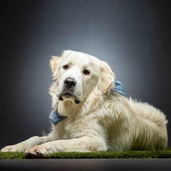 Great Pyrenees Dogs Available for Adoption - Bert | PetCurious