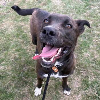 Mixed Breed Dogs Available for Adoption in Saint Joseph, Missouri - Odessa P4P | PetCurious