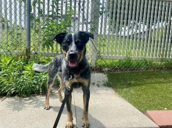Australian Cattle Dog Blue Heeler and Mixed Breed Dogs Available for Adoption - THOR | PetCurious
