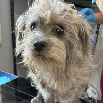 Joey -  Schnauzer Dog for Adoption in Hohenwald, Tennessee - Joey | PetCurious