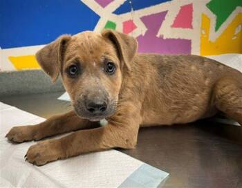 Pit Bull Terrier Dogs Available for Adoption in Baytown, Texas - HORACE | PetCurious