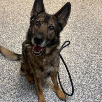 German Shepherd Dog Dogs Available for Adoption in Great Falls, Montana - Willow | PetCurious