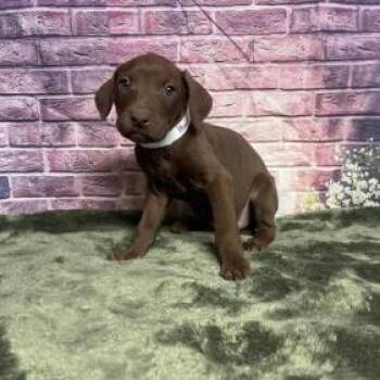Labrador Retriever and Mixed Breed Dogs Available for Adoption in Fort Collins, Colorado - Hawk | PetCurious