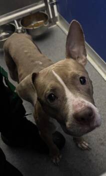 Duchess -  Mixed Breed Dog for Adoption in West Chester, Pennsylvania - Duchess | PetCurious