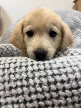 Beagle and Labrador Retriever Dogs Available for Adoption in Clinton, South Carolina - Sierra | PetCurious