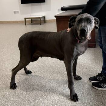 Athena -  Great Dane Dog Available for Adoption in Latrobe, Pennsylvania - Athena | PetCurious