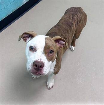 Monet -  Mixed Breed Dog for Adoption in Nashville, Tennessee - Monet | PetCurious