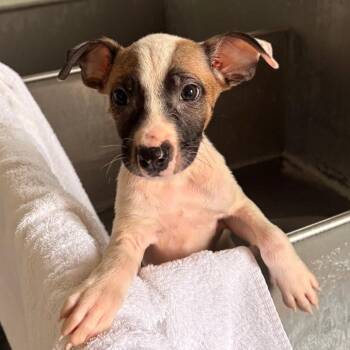 Aphrodite -  Terrier Dog for Adoption in Dallas, Texas - Aphrodite | PetCurious