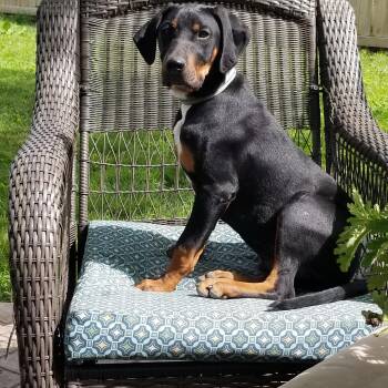 Rescue Beagle and Hound Dogs for Adoption in Fort Wayne, Indiana - Cooper | PetCurious