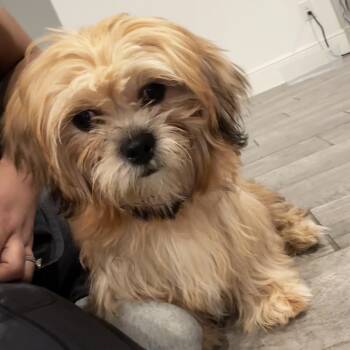 Lhasa Apso and Maltese Dogs Available for Adoption in Houston, Texas - Meet Mighty Moose | PetCurious