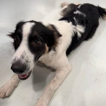 Bruce -  Collie Dog for Adoption in Harlingen, Texas - Bruce | PetCurious