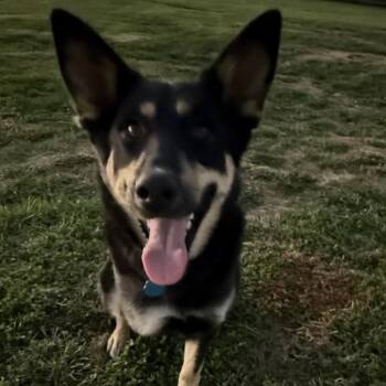 Rescue German Shepherd Dog Dogs for Adoption in Campbellsville, Kentucky - Rya | PetCurious