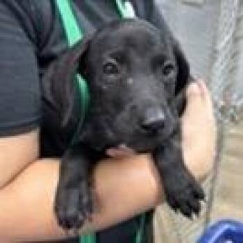 Calvin -  Labrador Retriever and Mixed Breed Dog for Adoption in Tampa, Florida - Calvin | PetCurious