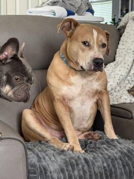 Monty -  American Bulldog Dog for Adoption in Lakeland, Florida - Monty | PetCurious