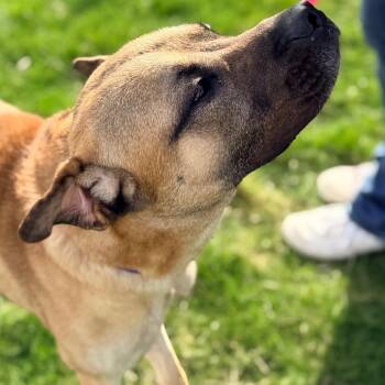 Black Mouth Cur Dogs Available for Adoption in Champaign, Illinois - George | PetCurious