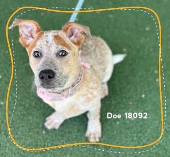 Australian Cattle Dog Blue Heeler Dogs Available for Adoption - DOE | PetCurious