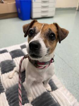 Jack Russell Terrier Dogs Available for Adoption in Teterboro, New Jersey - Molly | PetCurious