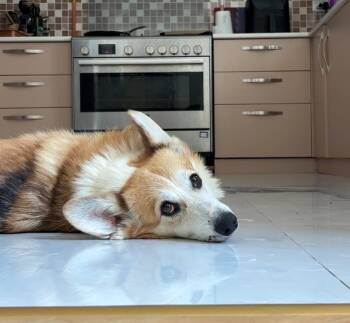 Paco -  Corgi Dog for Adoption in New York, New York - Paco | PetCurious