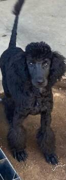 Fabio -  Standard Poodle Dog for Adoption in Los Angeles, California - Fabio | PetCurious