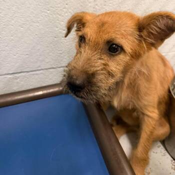 Dory 26-09-050 -  Shepherd and Mixed Breed Dog for Adoption in Bastrop, Texas - Dory 26-09-050 | PetCurious