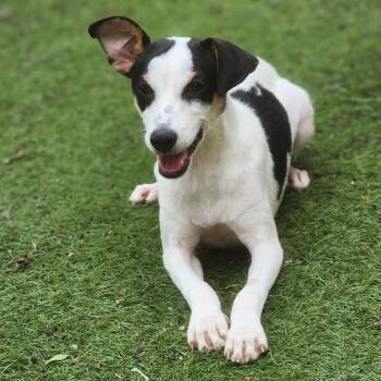 Rat Terrier Dogs Available for Adoption in Austin, Texas - Spencer Aka Pepe Ramon EJS | PetCurious