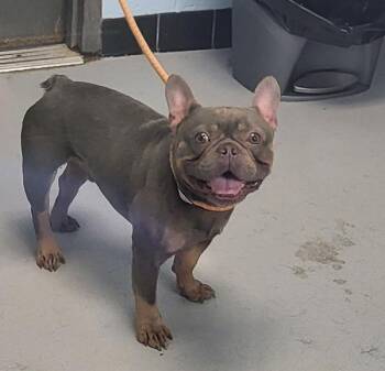 French Bulldog Dogs Available for Adoption in Lawrenceville, Georgia - Pen 199 C | PetCurious
