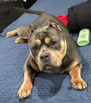 Fox Terrier and Mixed Breed Dogs Available for Adoption - July | PetCurious