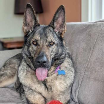 German Shepherd Dog Dogs Available for Adoption in Seattle, Washington - Millie - AVAILABLE | PetCurious