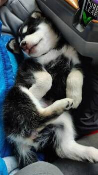 Keeva -  Husky Dog for Adoption in Columbia, Maryland - Keeva | PetCurious