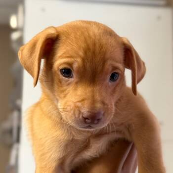 Rye -  Chihuahua and Dachshund Dog for Adoption in San Pablo, California - Rye | PetCurious