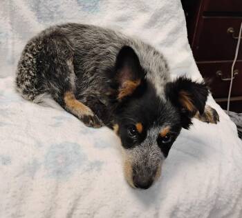 Monty #198 -  Australian Cattle Dog Blue Heeler Dog for Adoption in New Lexington, Ohio - Monty #198 | PetCurious