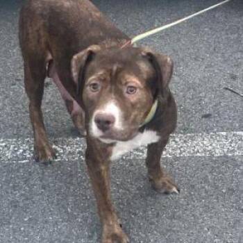 Stacey -  Pit Bull Terrier Dog for Adoption in Chattanooga, Tennessee - Stacey | PetCurious