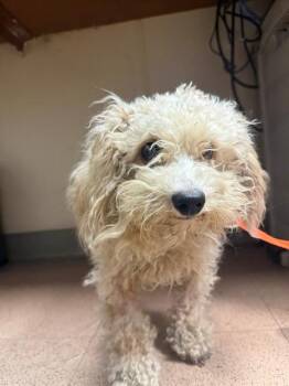 THE FUZZ -  Poodle Dog for Adoption in San Jose, California - THE FUZZ | PetCurious