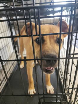Rescue Hound and Terrier Dogs for Adoption in Holly Springs, North Carolina - Roxie | PetCurious