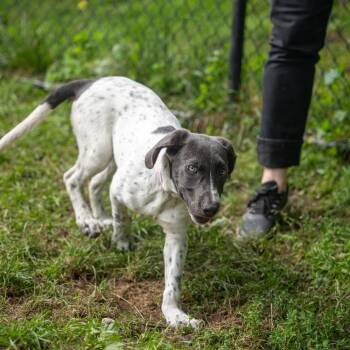 Bella -  Pointer and Retriever Dog for Adoption in Pawling, New York - Bella | PetCurious