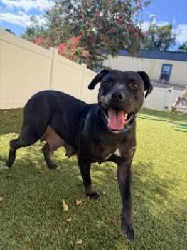 Darla -  Mixed Breed Dog for Adoption in Savannah, Georgia - Darla | PetCurious