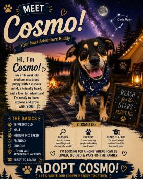 Cosmo -  Mixed Breed Dog for Adoption in Ashland, Kentucky - Cosmo | PetCurious