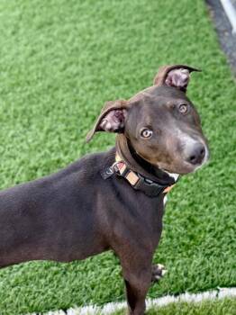 Hound and Pit Bull Terrier Dogs Available for Adoption - Bodhi | PetCurious