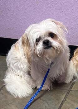 61394192 -  Shih Tzu and Mixed Breed Dog for Adoption in El Paso, Texas - 61394192 | PetCurious
