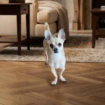 MACK -  Chihuahua Dog for Adoption in Waterford, New Jersey - MACK | PetCurious