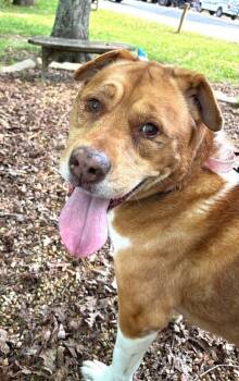 Mixed Breed Dogs Available for Adoption in Pegram, Tennessee - HOSS | PetCurious