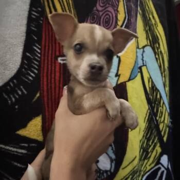 Kevin -  Australian Cattle Dog Blue Heeler and Australian Shepherd Dog for Adoption in Phoenix, Arizona - Kevin | PetCurious